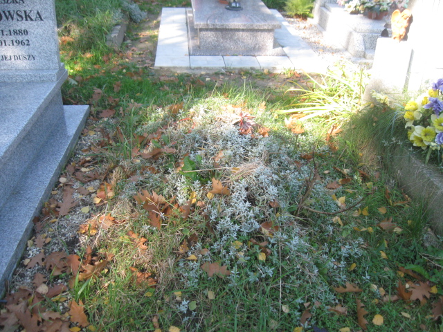 Łucja Łuczyszyn 1952 Brzeg - Grobonet - Wyszukiwarka osób pochowanych